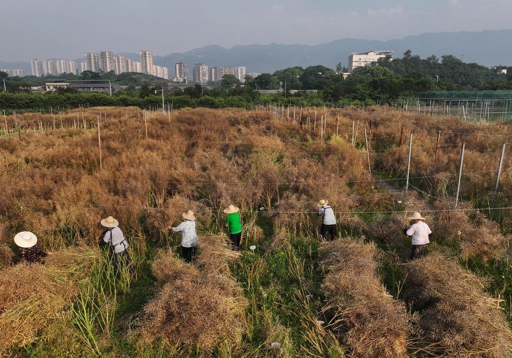 生物育种破解茬口难题   西南大学180天早熟油菜护航‘油瓶子’安全”
