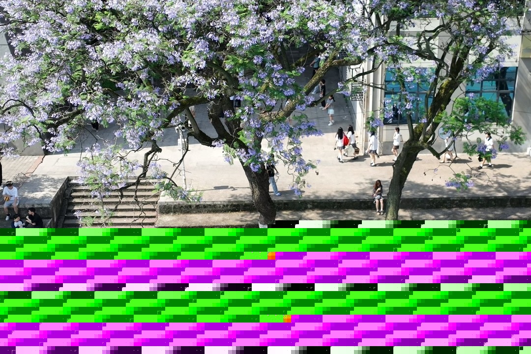 蓝花楹绽放 毕业季到来