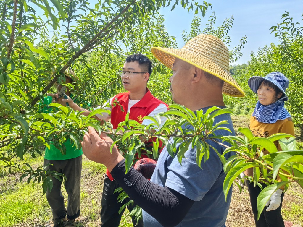 区供销联社：农技服务送上门 助农做好夏季李树管护