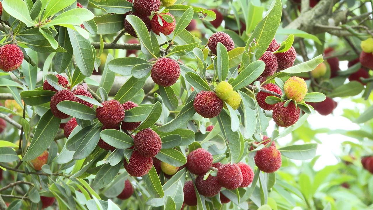 北碚：静观杨梅红满山 田园采摘乐悠游