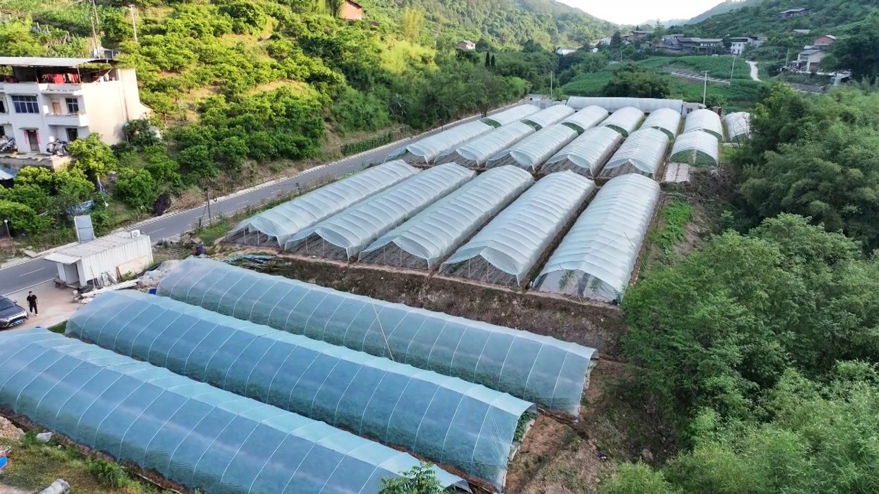 夏日美味到 本地西瓜成熟上市