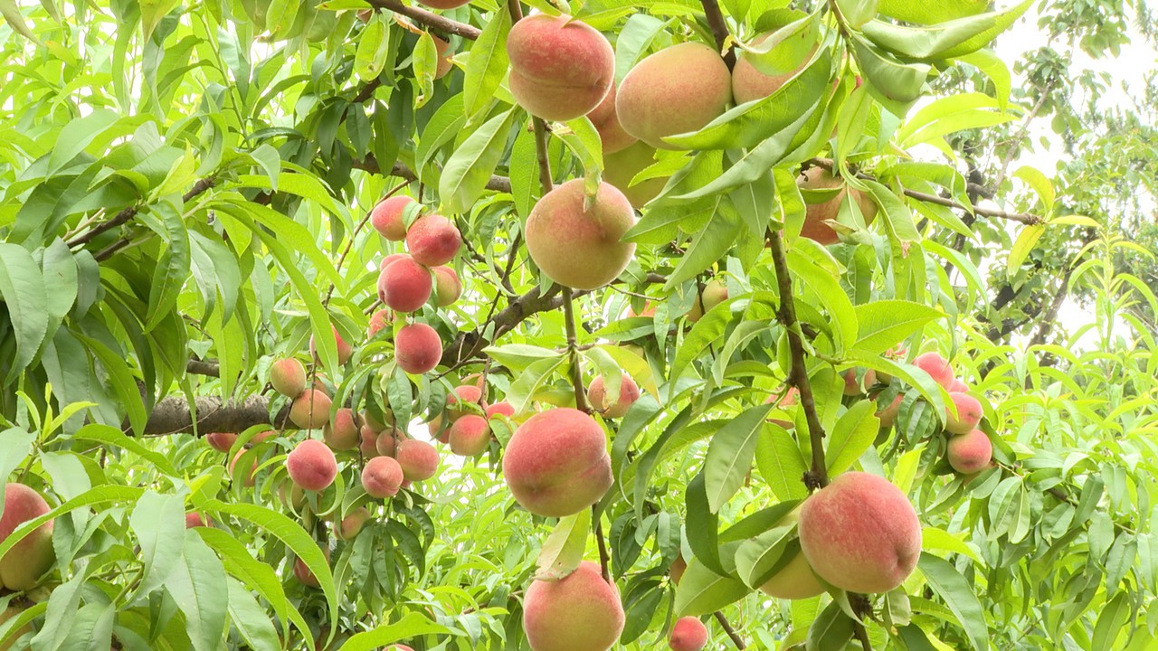 桃子成熟枝头俏 夏日采摘正当时