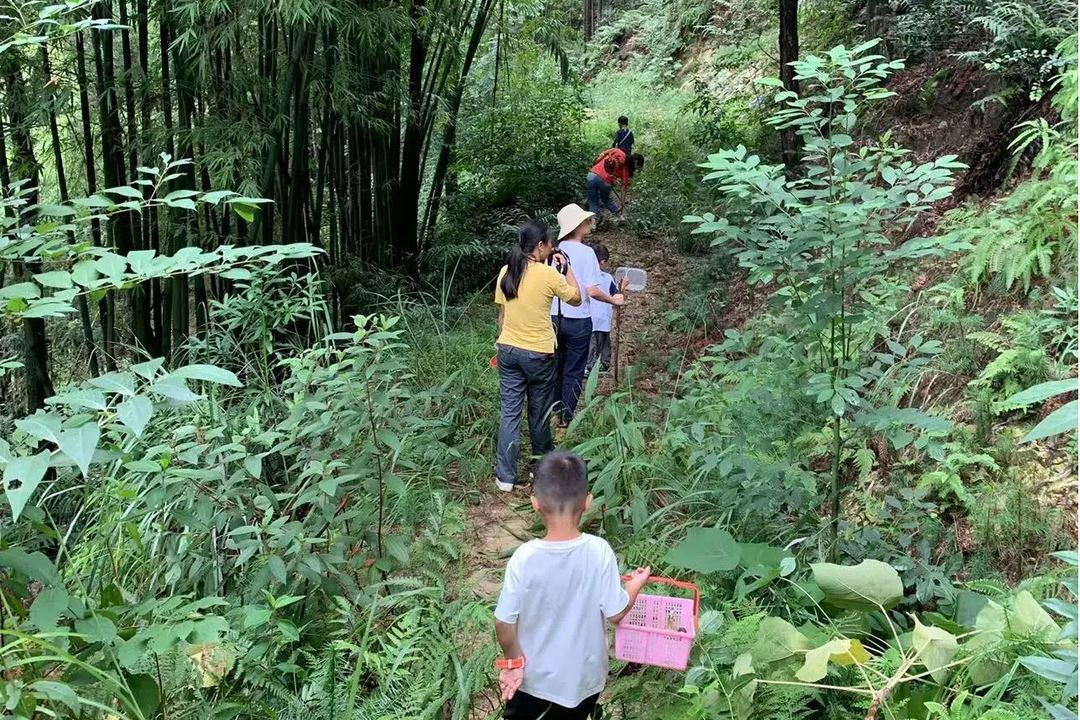 “捡秋”潮悄然兴起 北碚市民爱上捡树叶、拾蘑菇