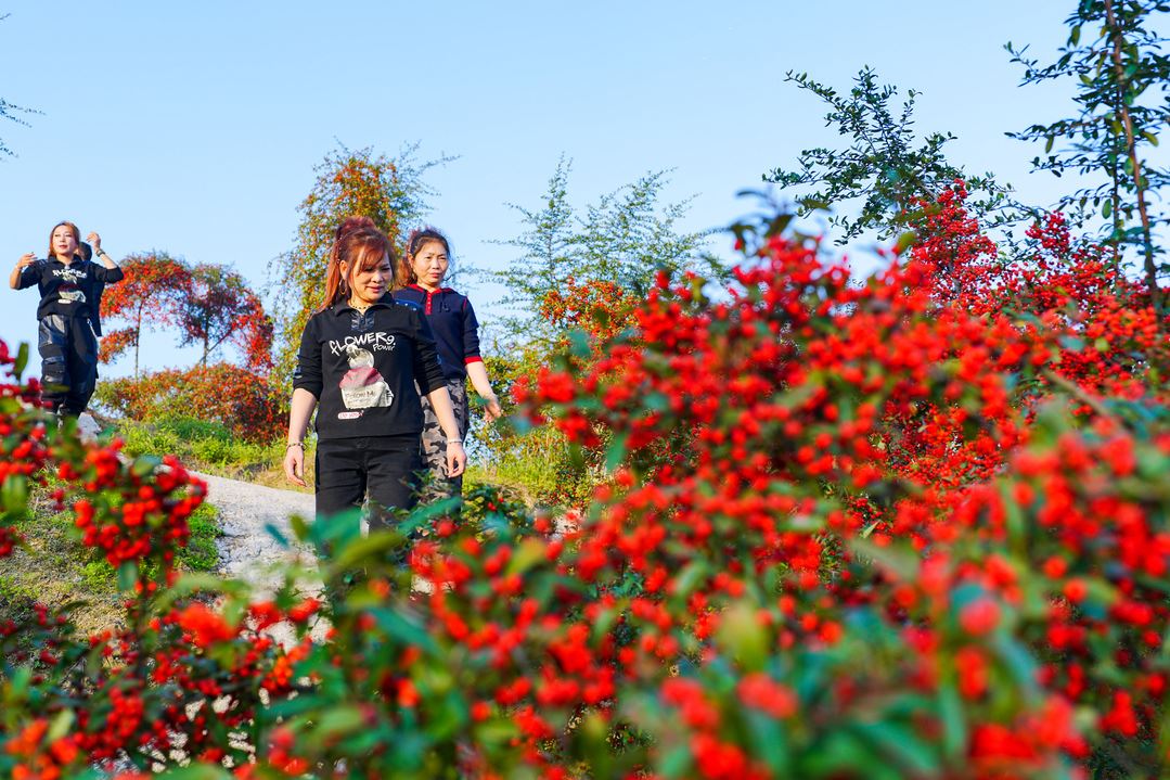 统景镇滚珠村:千株火棘映山红 撂荒地结出“希望果”