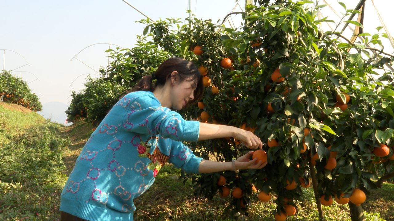 北碚：万亩柑橘喜丰收 鲜果采摘正当时