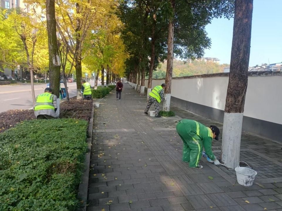 我区启动冬季行道树集中涂白工作