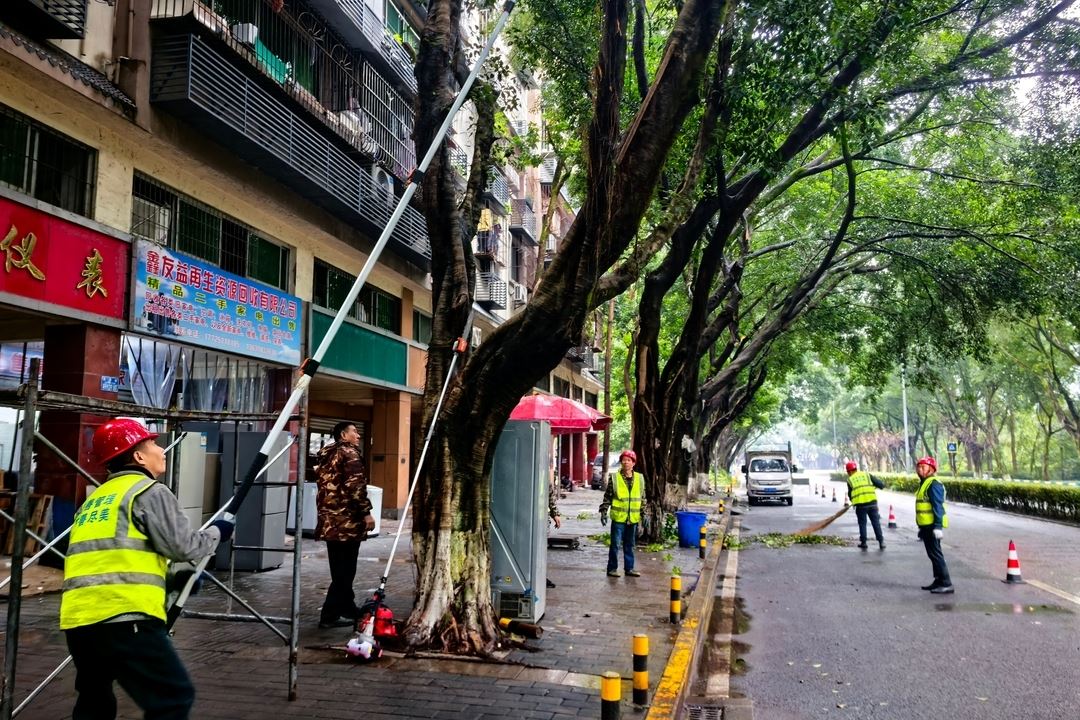 我区启动城区部分道路行道树修剪工作