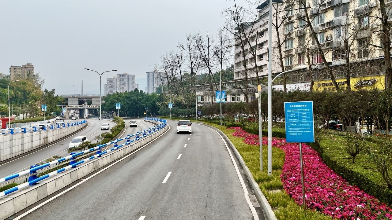 我区城区道路沿线绿化“焕新颜” 1200余平方米鲜花扮靓碚城