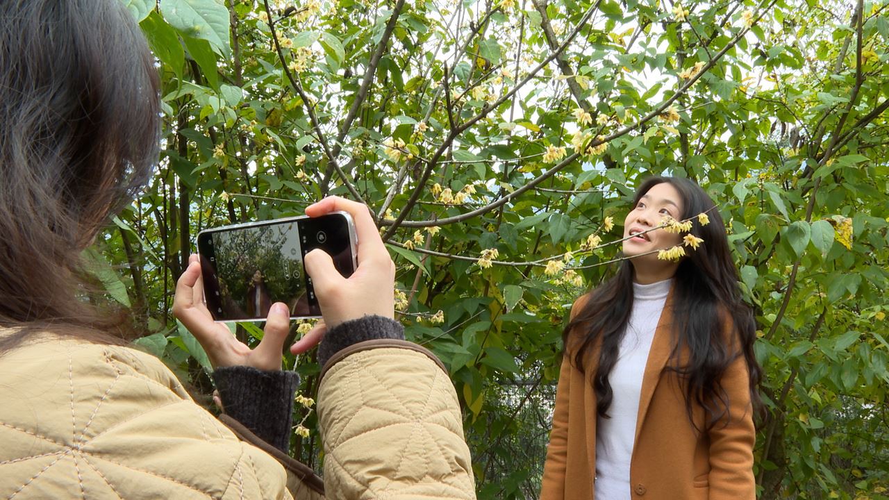 北碚:静观早蜡梅绽放 幽香浮动唤客来