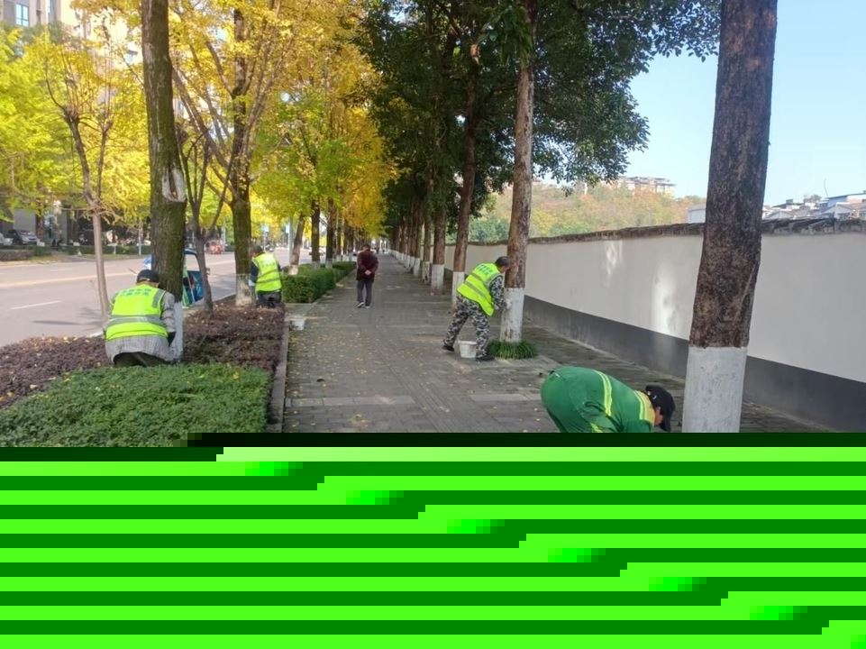 我区启动冬季行道树集中涂白工作