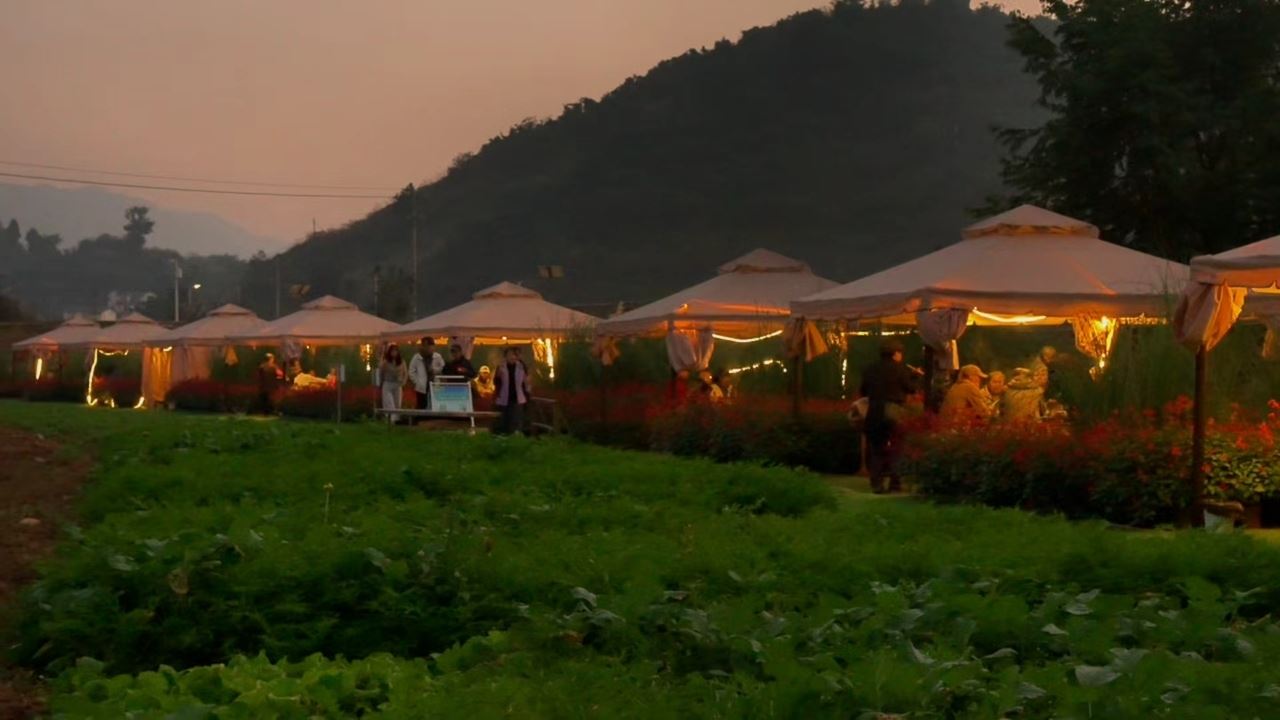 金刀峡镇“年味盛宴”周末开启：免费大巴、共享菜地、刨猪汤宴邀市民沉浸式过冬