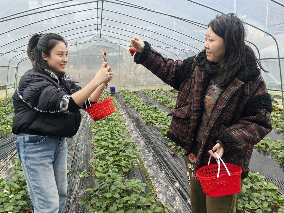 澄江镇：冬日草莓红 采摘正当时