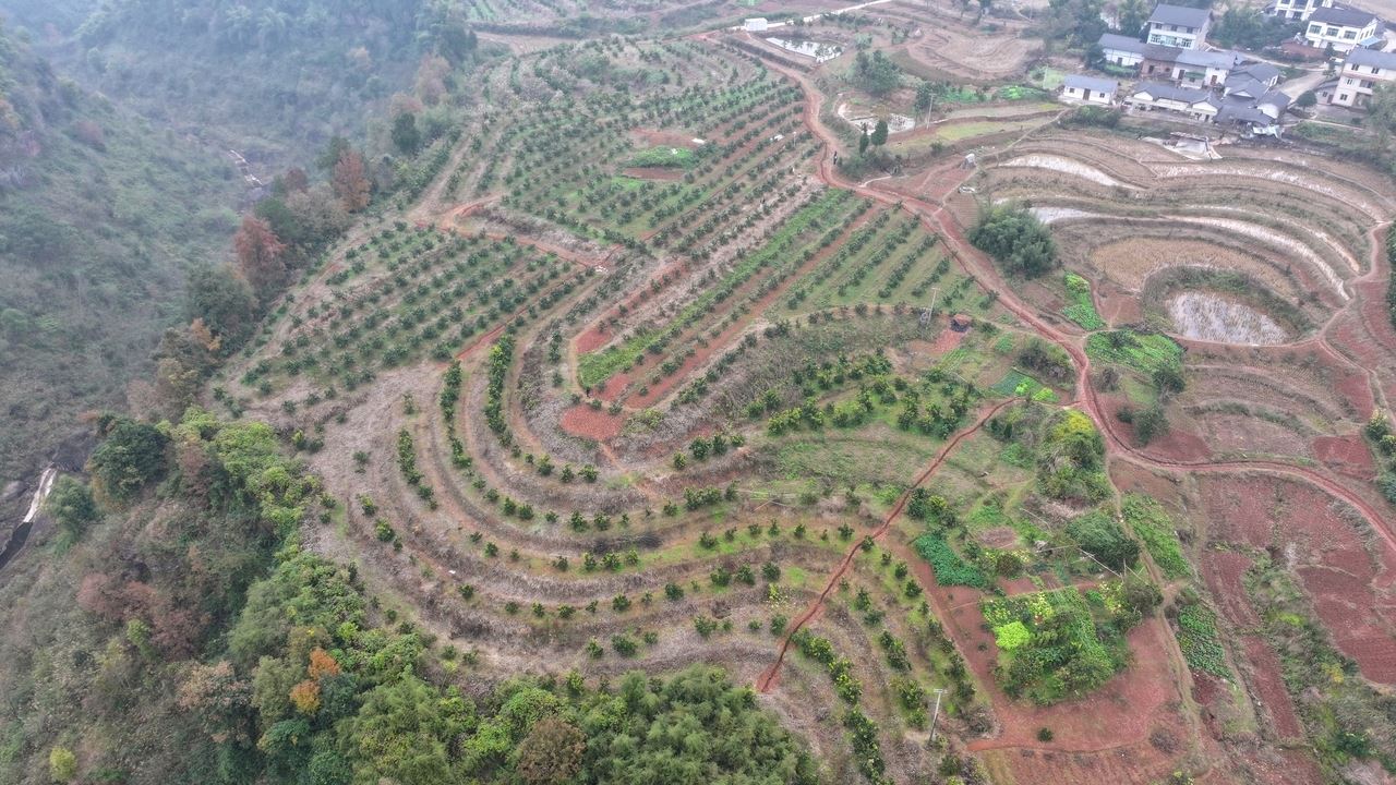 北碚大湾镇：千亩柑桔熟 满园采摘乐