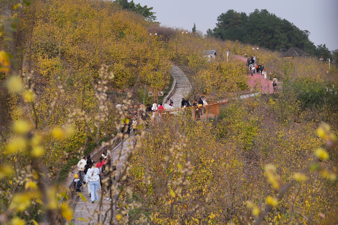 中国静观蜡梅博览园正式开园迎客