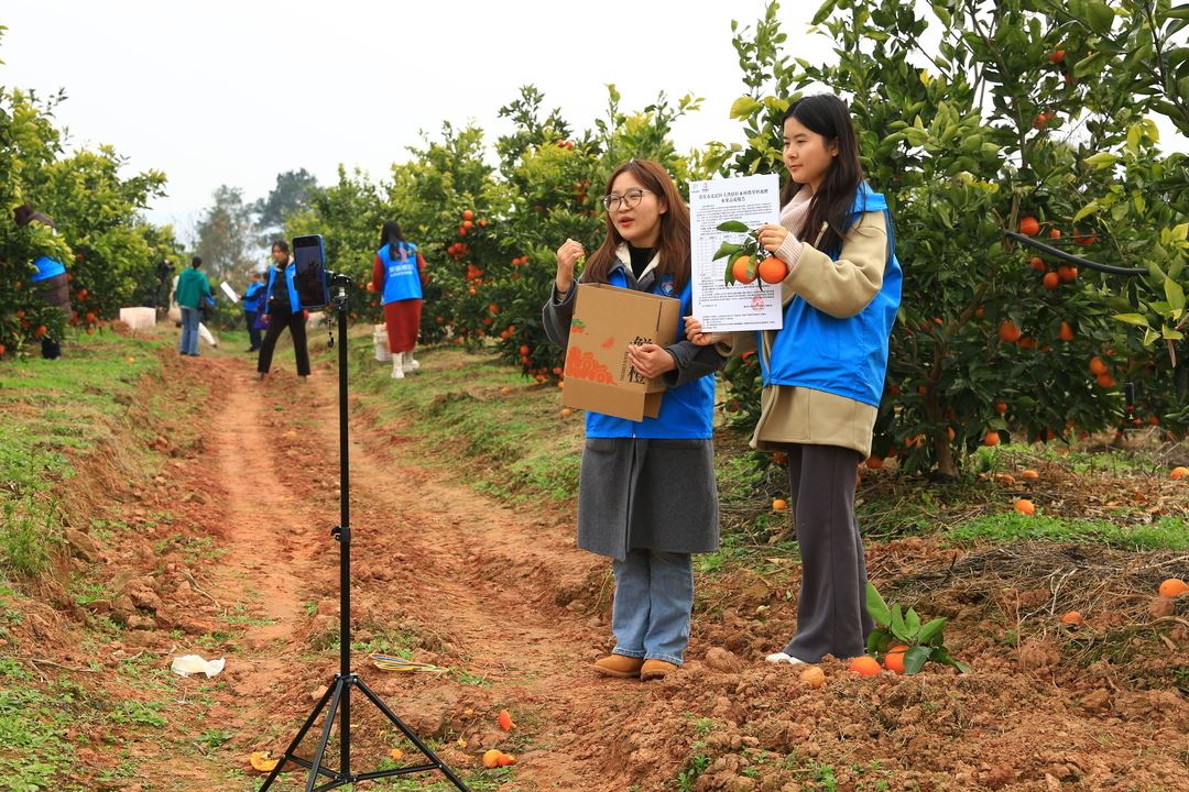 北碚:“田间直播”助力血橙销售