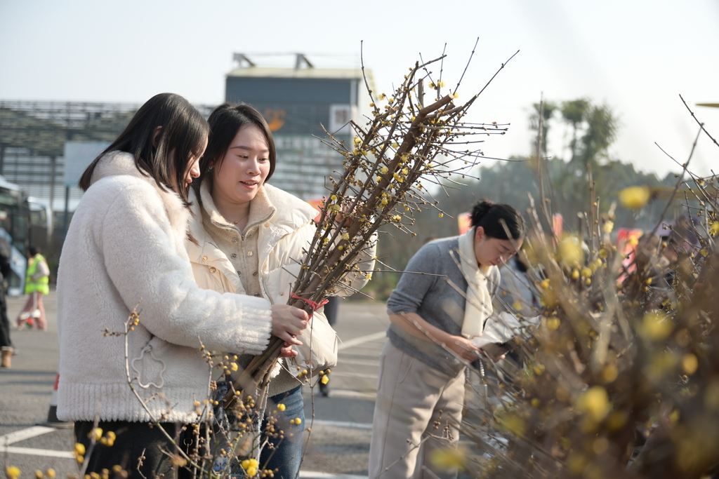 花木产业谷香飘迎客  第二十三届蜡梅节分会场亮点纷呈