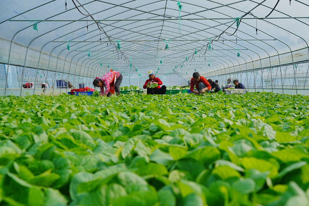 重庆北碚：采摘蔬菜供应市场