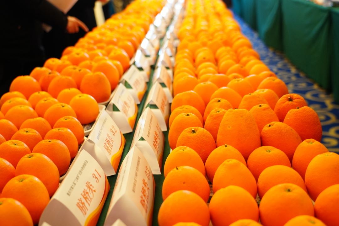 第九届“三峡杯”优质中熟柑橘品鉴选优活动在北碚举行