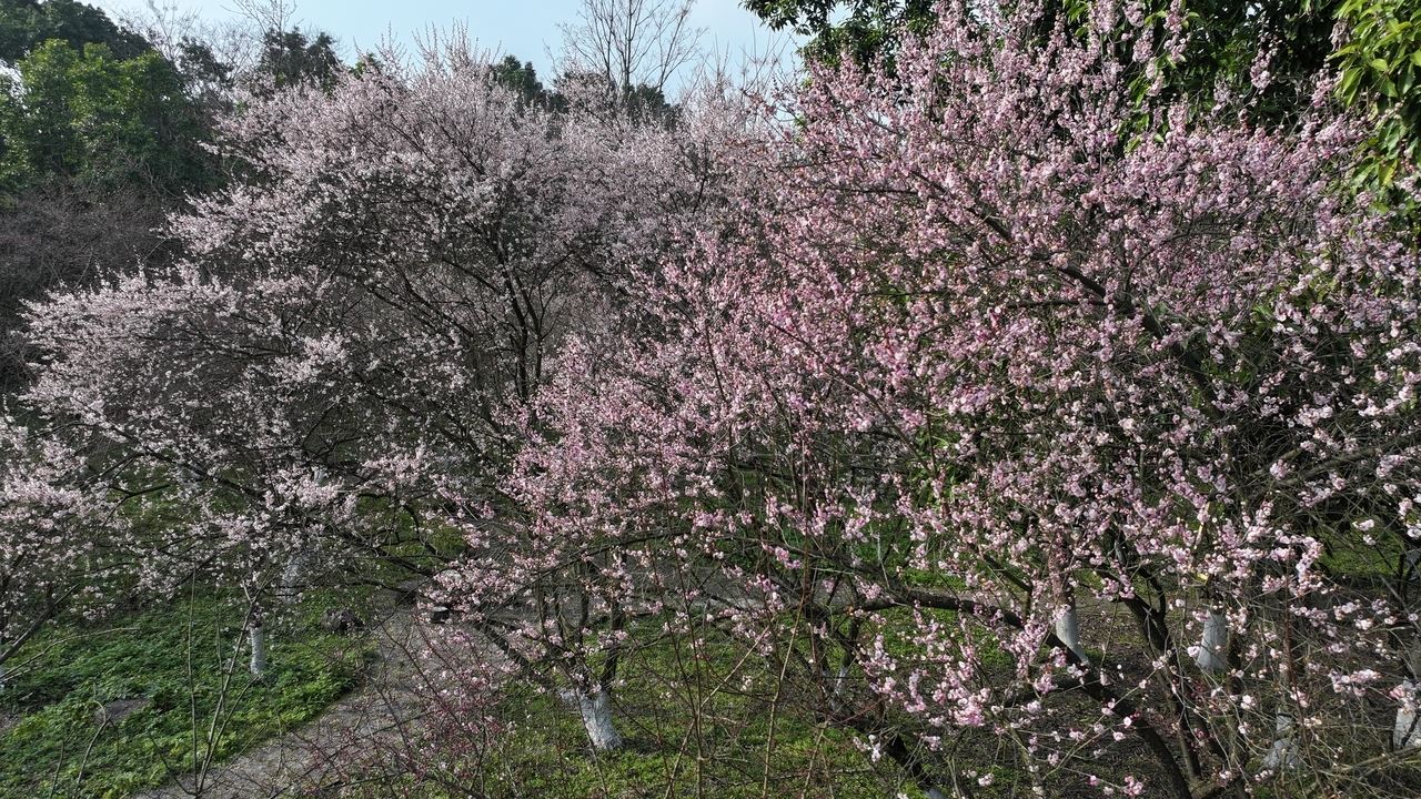 北碚静观梅花提前盛放 五彩花林吸引游人
