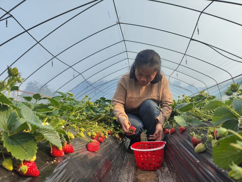 北碚草莓红 采摘正当时