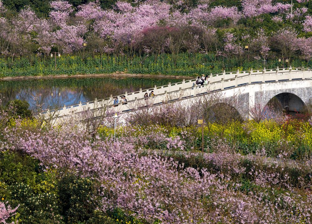 重庆北碚：踏青赏花乐享假期
