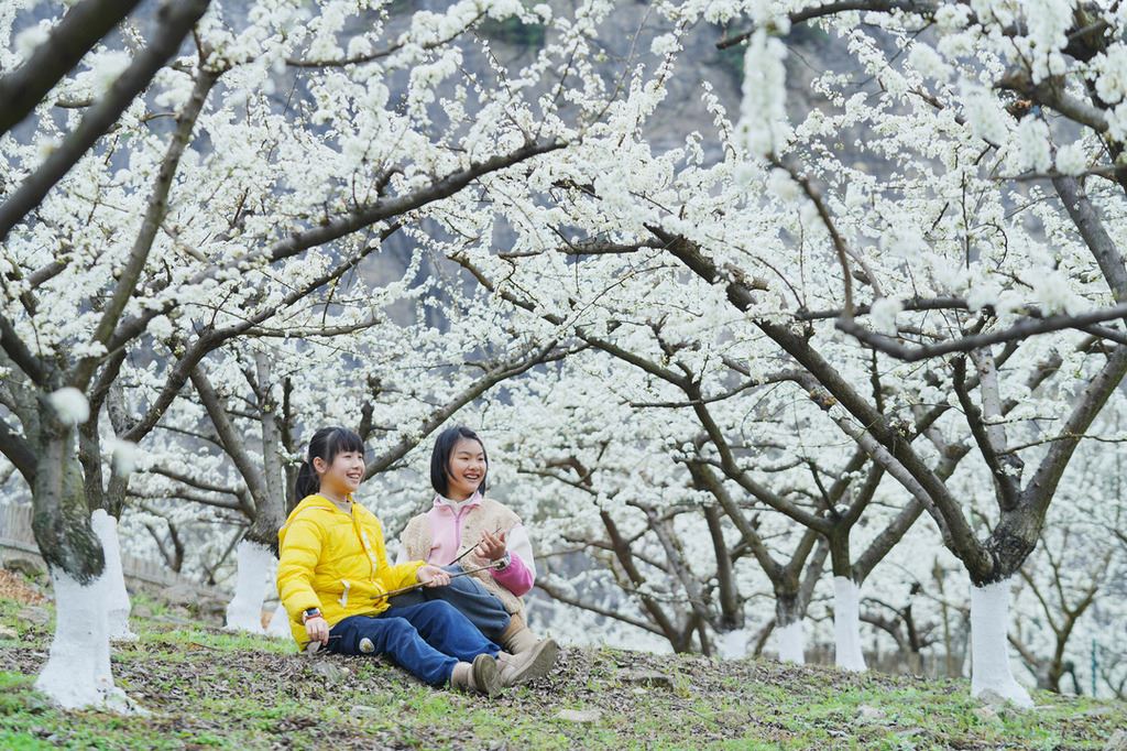 北碚：矿山复绿百花开 千树万树“雪”又来