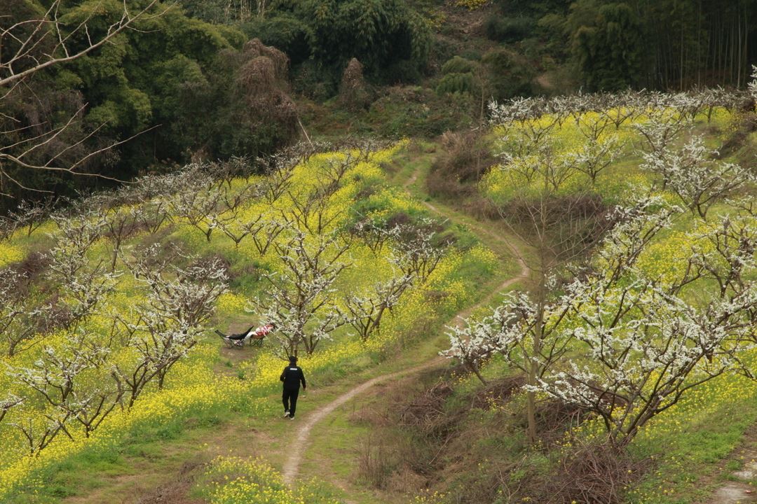 歇马街道：千亩花海绘春色 八方游客醉春光