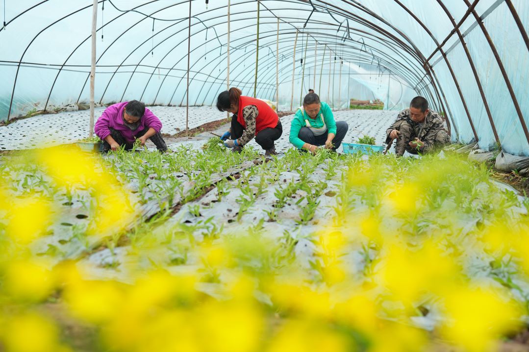 北碚：人勤春来早 田间指导助春耕