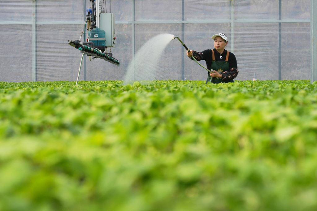 北碚：春耕备耕正当时 智慧工厂育苗忙