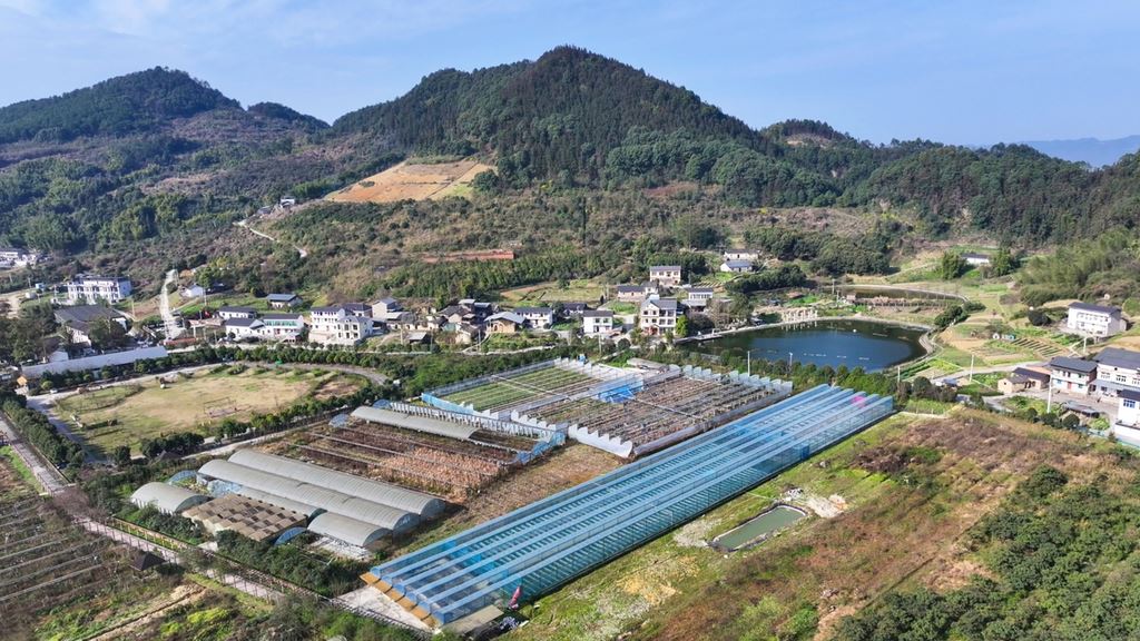 人勤春早莓香溢 虎头村里复工忙