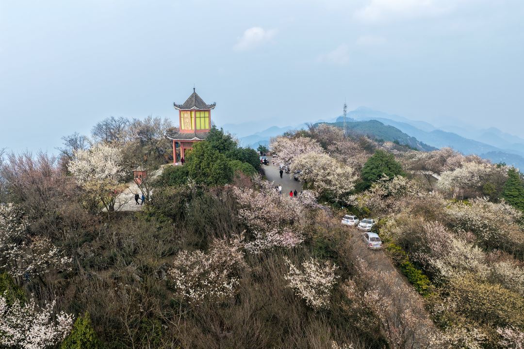重庆北碚：云龟山樱花盛开迎客来