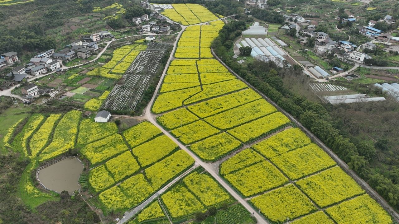三圣镇是平村：  油菜花开满地“金” 农文旅融合促振兴