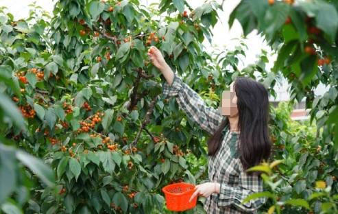 北碚：樱桃成熟 采摘正当时